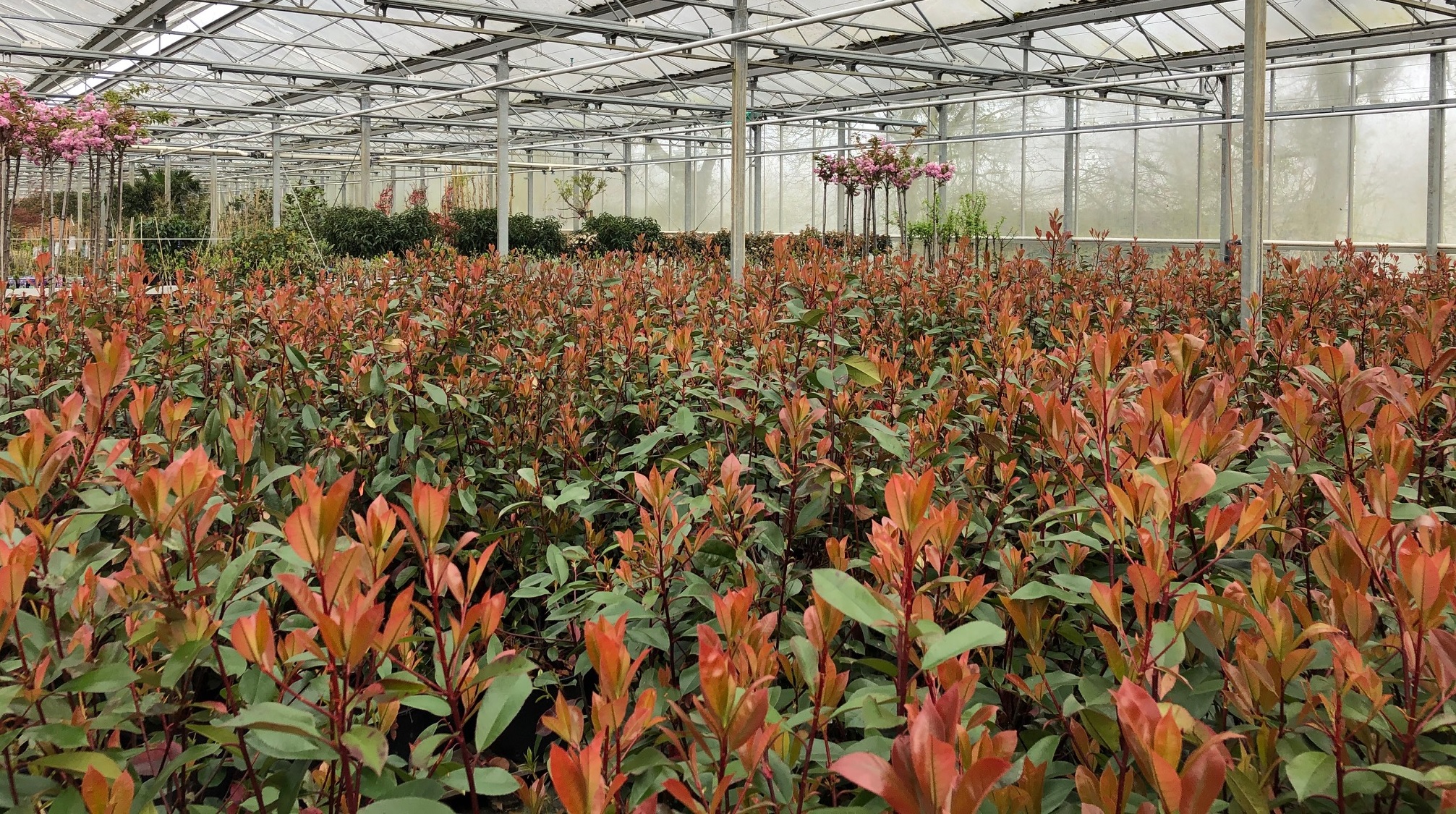 Hoogwaardige planten, beplantingsplannen en groenexpertise voor hoveniers in Noord-Nederland